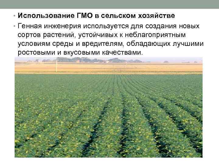  • Использование ГМО в сельском хозяйстве • Генная инженерия используется для создания новых