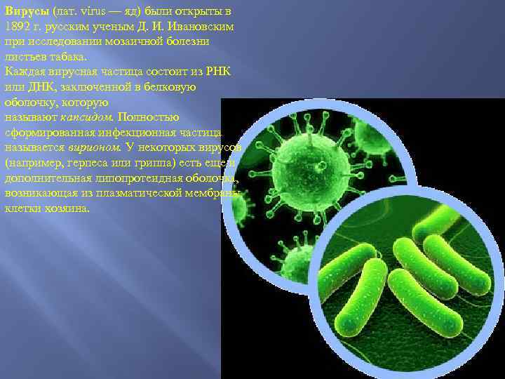 Вирусы (лат. virus — яд) были открыты в 1892 г. русским ученым Д. И.