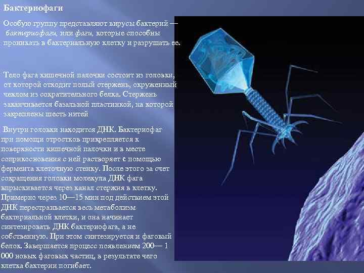 Бактериофаги Особую группу представляют вирусы бактерий — бактериофаги, или фаги, которые способны проникать в