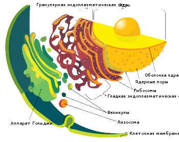 аппарат Гольджи