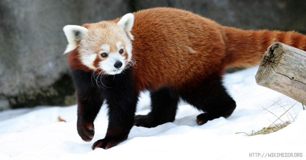 Малая панда или красная панда (Ailurus fulgens)