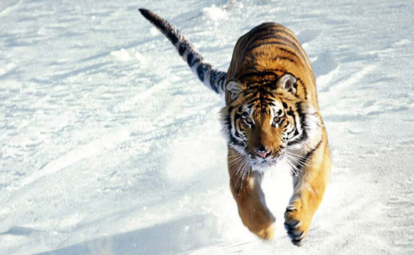 Амурский тигр - животное из красной книги