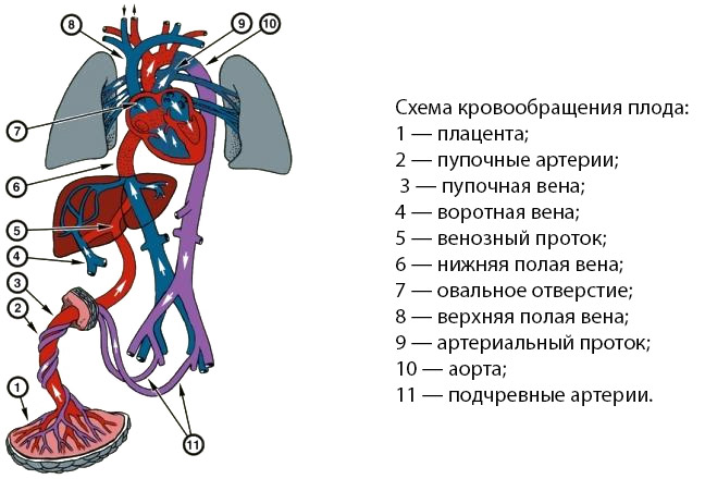 Схема движения крови по кругам кровообращения