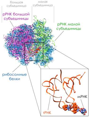 Комплекс 80S рибосома
-мРНК-тРНК
