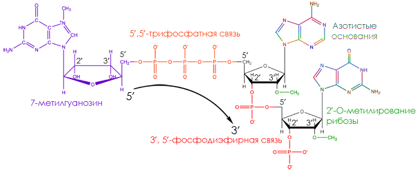 cap, protein synthesis, кэп, кэпированная мрнк, рибосома, рнк, синтез белка, трансляция