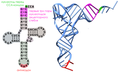 узнавание тРНК аминоацил-тРНК-синтетазами