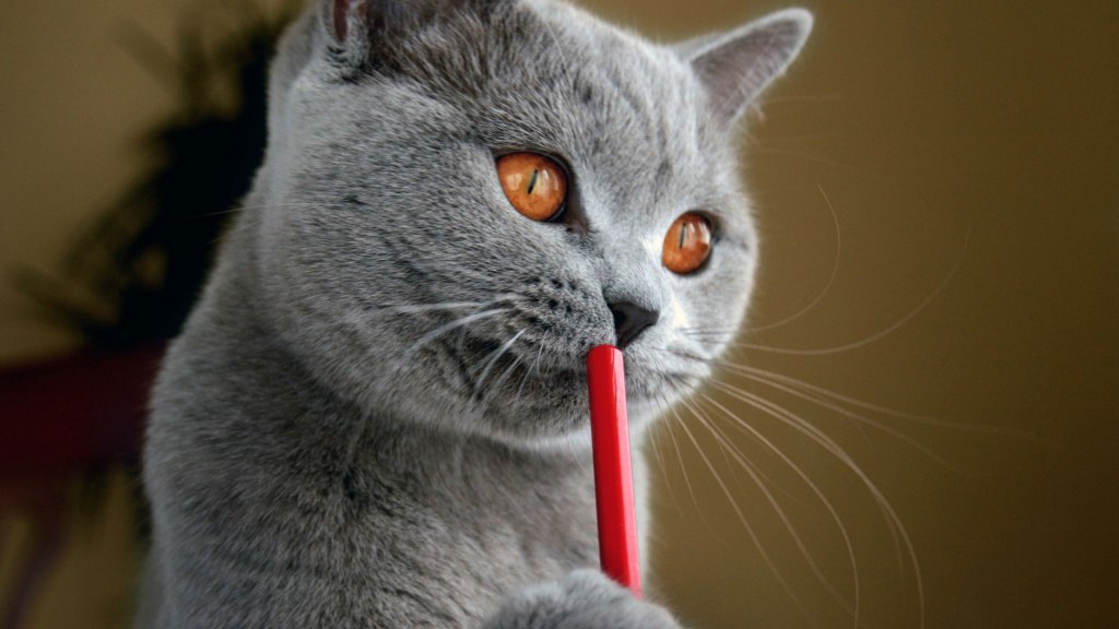 кот с карандашом