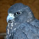 Gyrfalcon (Falco rusticolus) (2).jpg