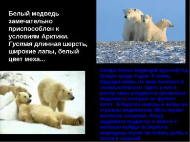 Самцы белых медведей круглый год бродят среди льдов. А самки, будущие мамы, н...
