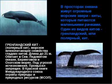В просторах океана живут огромные морские звери - киты, которые питаются мале...