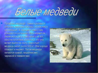 Полярные медведи - самые крупные и сильные животные Арктики, на них никто не ...