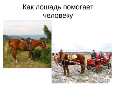 Как лошадь помогает человеку