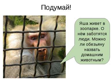 Подумай! Яша живет в зоопарке. О нём заботятся люди. Можно ли обезьяну назват...