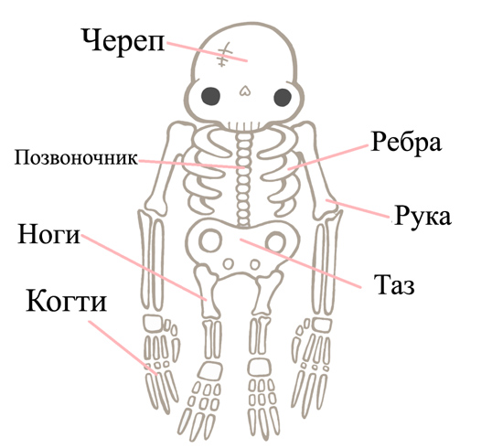 Строение тела