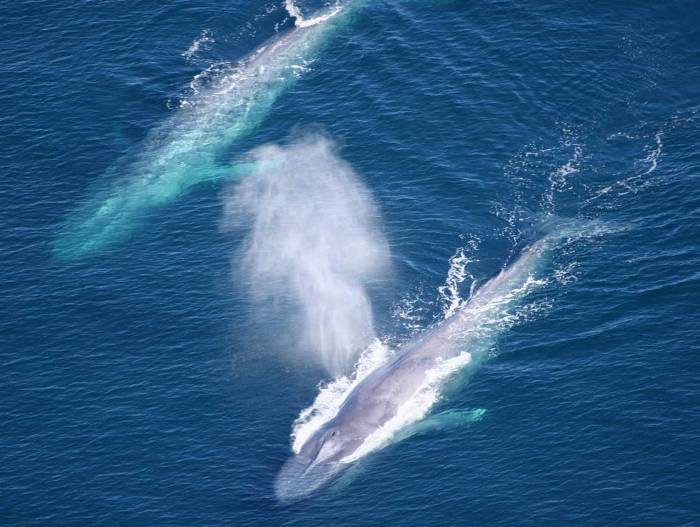 Доклад про синего кита для детей