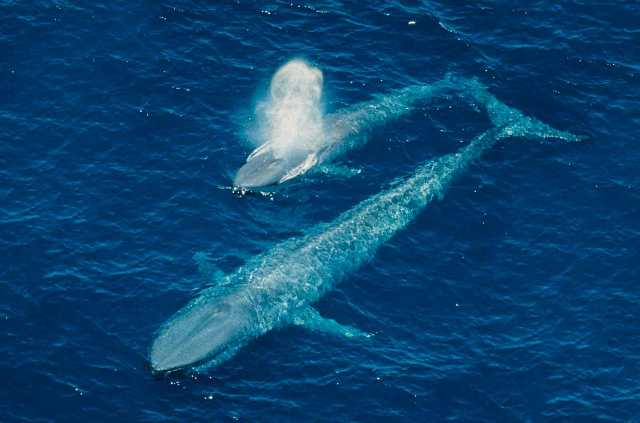 Доклад про синего кита для детей