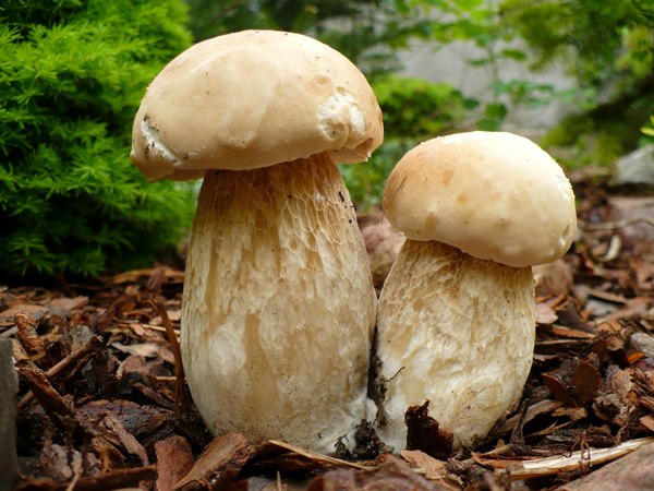 Белый гриб как выглядит