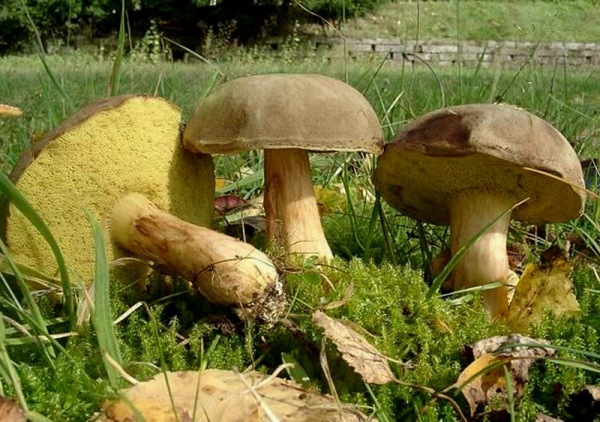 Как выглядит гриб моховик