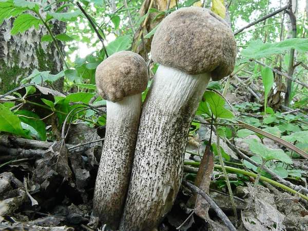 Как выглядит гриб подберезовик