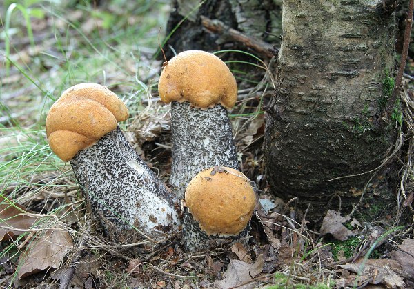 Как выглядит гриб подосиновик