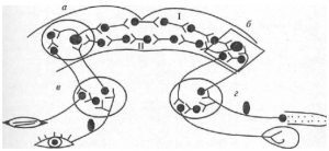 Схема дуги условного рефлекса с двусторонней связью (по Э.А.Асратяну)