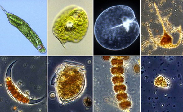Жгутиковые водоросли. Верхний ряд, слева направо: эвгленовые (эвглена зелёная, факус), пирофитовые (ночесветка, цератиум разветвлённый). Нижний ряд – пирофитовые; слева направо: диссодиниум лунный, динофизис норвежский, перидинелла, пророцентрум малый