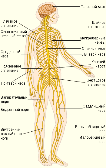 Нервная система