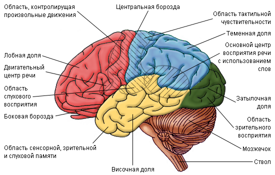 Зоны головного мозга