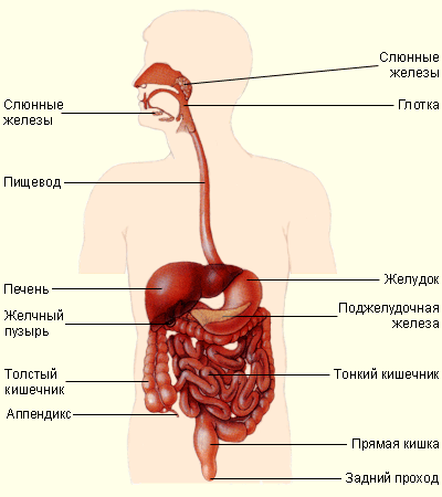 Органы пищеварения