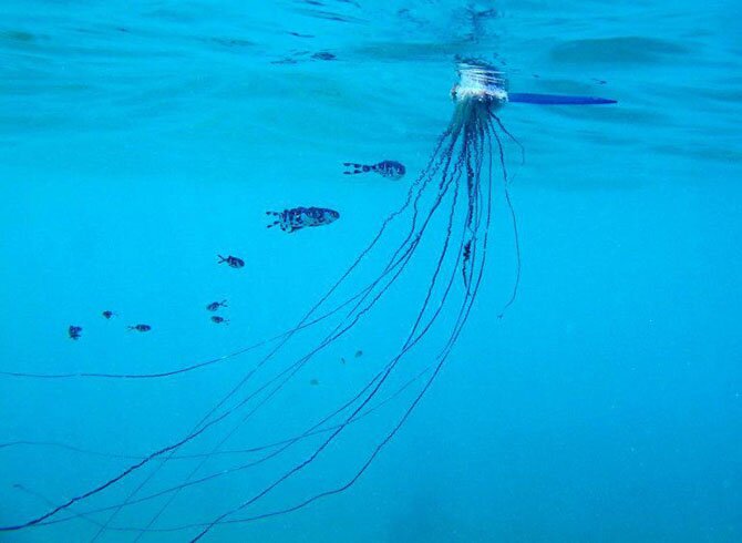 Самые красивые медузы в мире