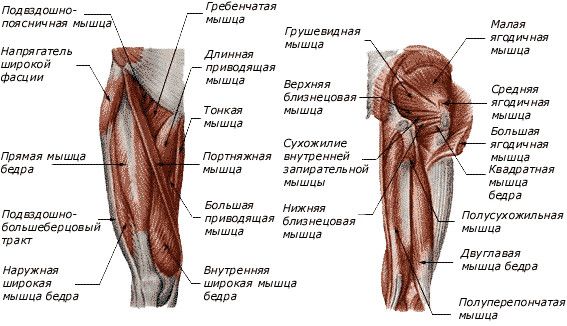 Мышцы бедра