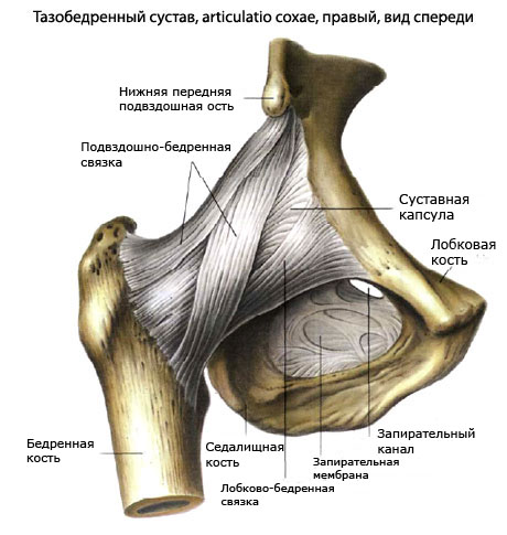 Связки тазобедренного сустава