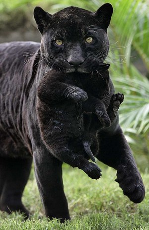 Пантера с детенышем