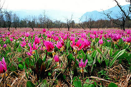 Весна в Алтайском заповеднике