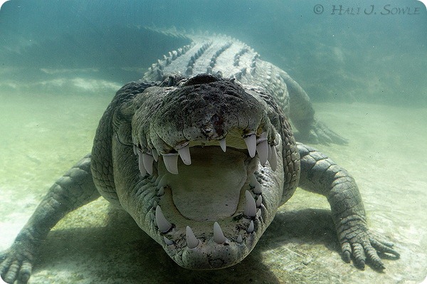 Гребнистый крокодил (лат. Crocodylus porosus)