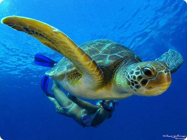 Зеленая черепаха (лат. Chelonia mydas)