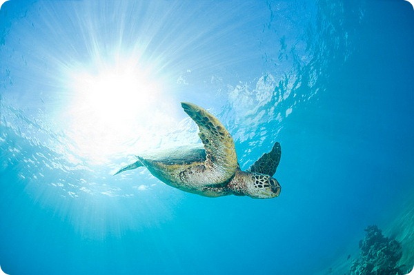 Зеленая черепаха (лат. Chelonia mydas)