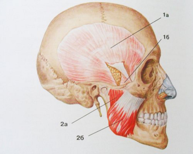 Жевательная мышцы