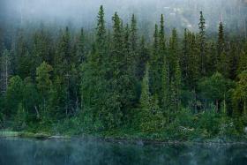 леса Норвегии 