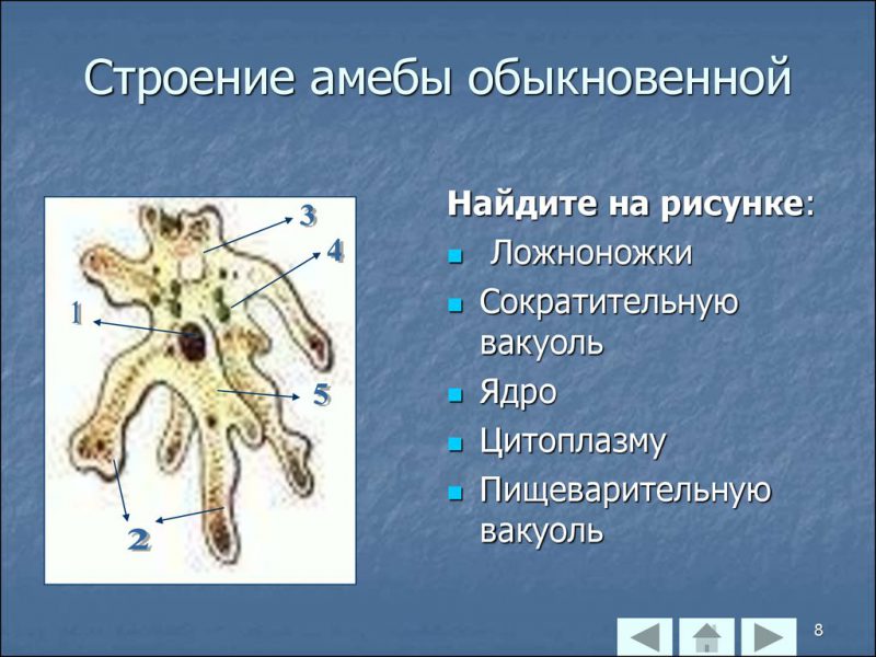 Строение амебы обыкновенной