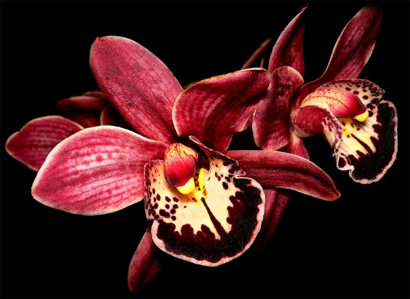 Орхидеи - история мифы и легенды