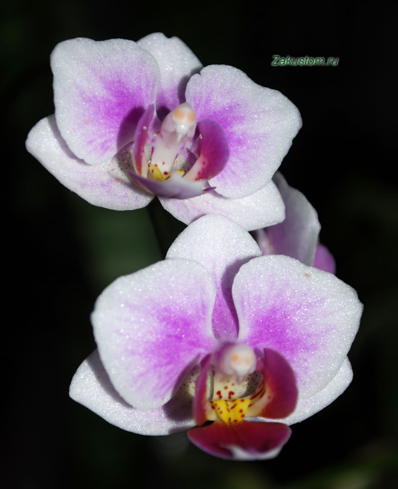 Орхидеи - история мифы и легенды