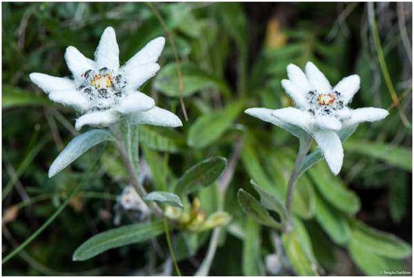Эдельвейс альпийский (Leontopodium alpinum)