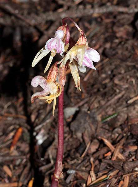 Призрачная орхидея, или надбродник безлистый (Epipogium aphyllum)