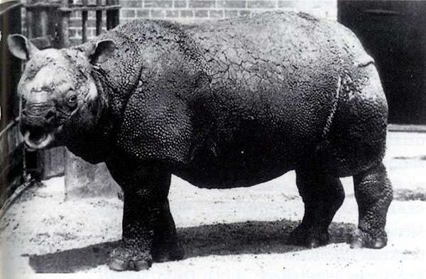 Яванские носороги (Rhinoceros sondaicus), фото дикие животные фотография