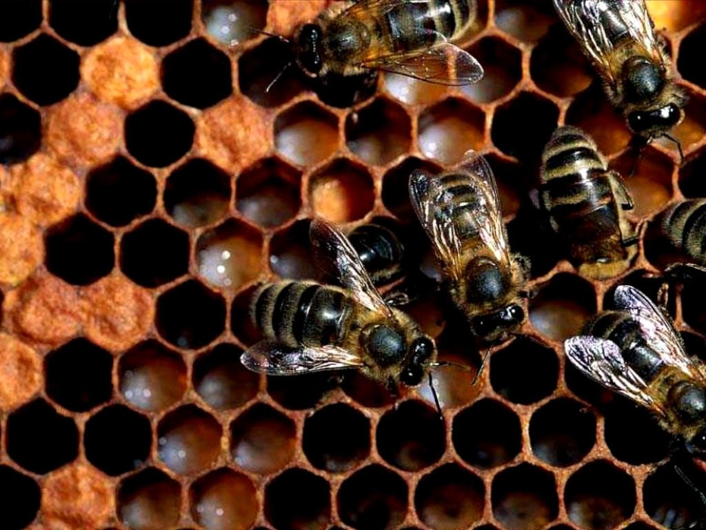 Медоносные пчелы на сотах, фото насекомые фотография