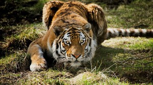 Сибирский тигр - отличный охотник