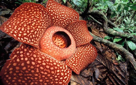 Rafflesia Arnoldi Terbaru