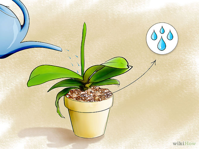 Care for Orchids Step 11.jpg
