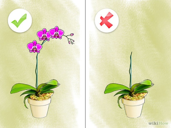 Care for Orchids Step 2.jpg